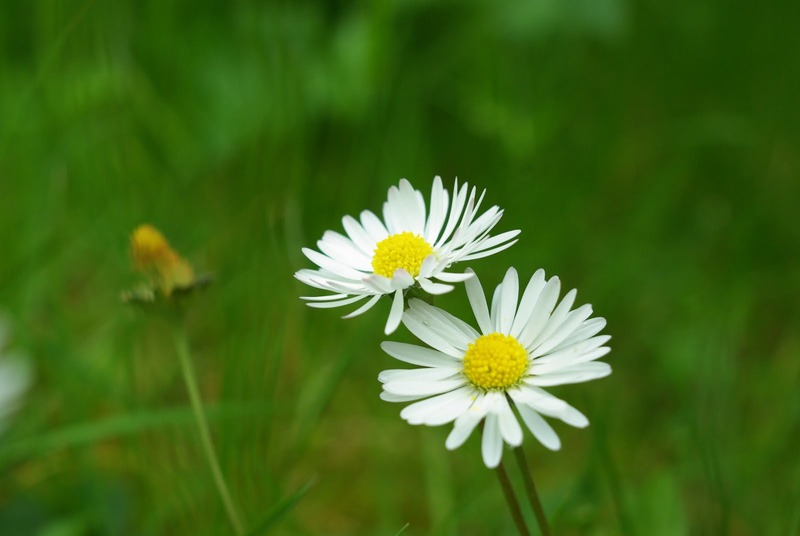 Blog 1